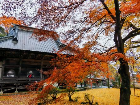 紅葉の正法寺 紅葉の正法寺 正法寺,紅葉,モミジの写真素材