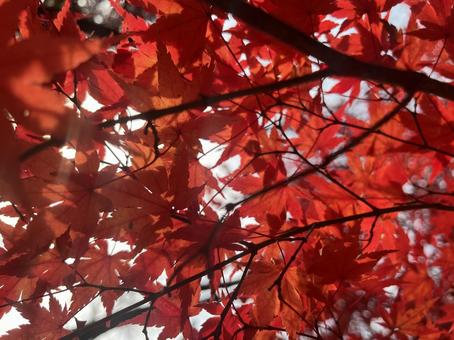 照片, 秋天的颜色, 深秋, 