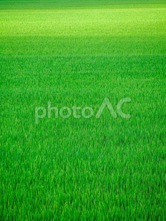 田んぼの緑のグラデーション 緑,green,グラデーションの写真素材
