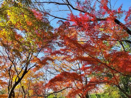 紅葉のもみじ林　伊豆の修善寺虹の郷にて 紅葉,モミジ,紅葉狩りの写真素材