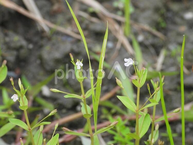 アゼナ(野草） アゼナ,畔菜,アゼナ科の写真素材