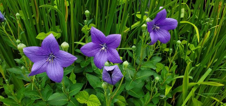 紫の花 紫の花 紫の花,植物,緑の写真素材