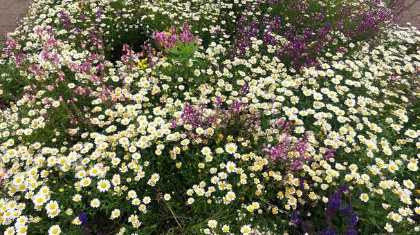 カンシロギクと春の花 カンシロギクと春の花の写真
