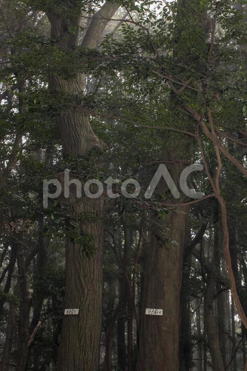 二本の木 木,葉,森林浴の写真素材