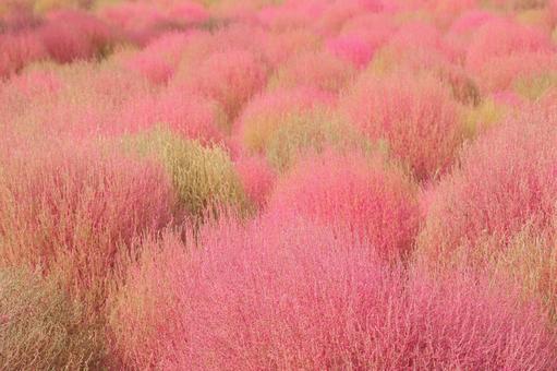 コキアの紅葉 コキアの紅葉の写真