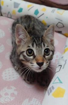何かを狙ってる? 何かを狙ってる?の写真