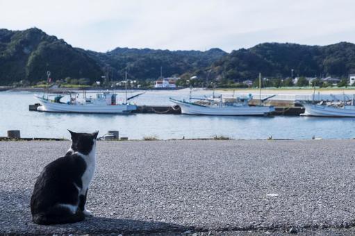 猫14 猫14 猫,動物,野良猫の写真素材