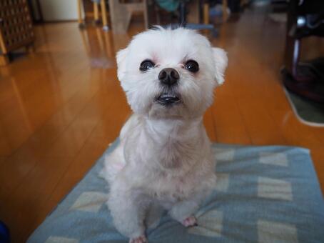 口ポカーン 犬,動物,マルチーズの写真素材