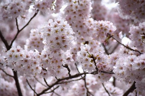 Overflowing cherry blossoms, JPG