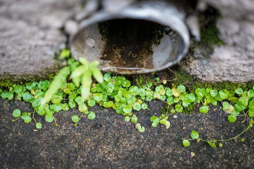 コンクリートの隙間から生える植物 コンクリートの隙間から生える植物の写真