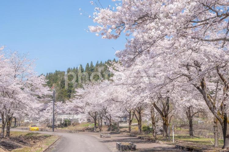 満開の桜並木 サクラ,ソメイヨシノ,染井吉野の写真素材