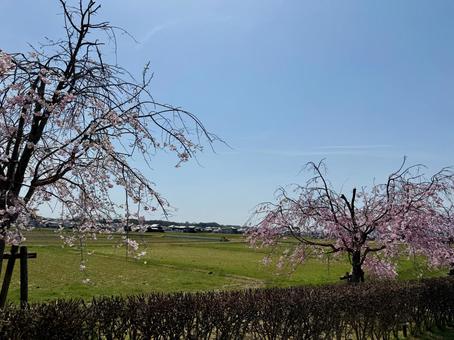 Cherry Blossoms in Hyogo Prefecture, JPG