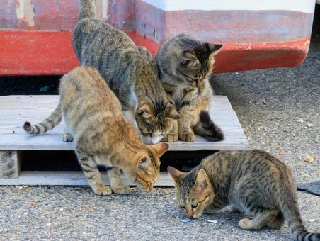 These are sturdy kittens raised in the port., JPG These are sturdy kittens raised in the port., JPG