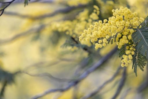 ミモザの花のクローズアップ ミモザ,花,春の写真素材