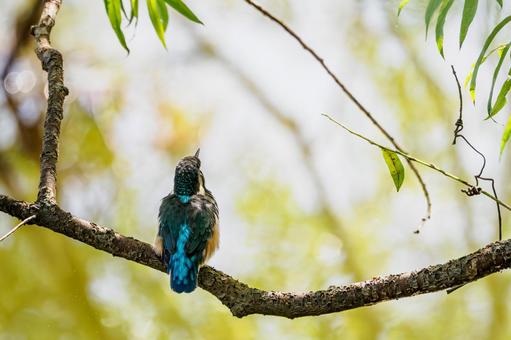 カワセミの若鳥⑿ カワセミの若鳥⑿の写真