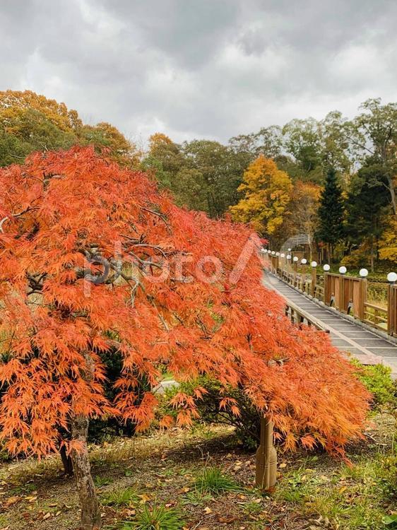 札幌市　北大イチョウ並木　紅葉 北海道,街並み,風景の写真素材