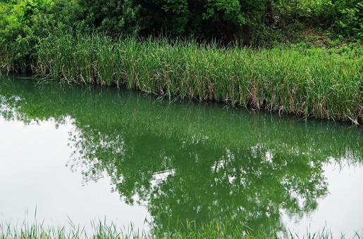 ガマの生える溜池 ガマの生える溜池 溜池,池,川合裏川緑地の写真素材