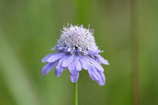 榛名ユウスゲの道で撮ったマツムシソウの花 榛名ユウスゲの道で撮ったマツムシソウの花の写真