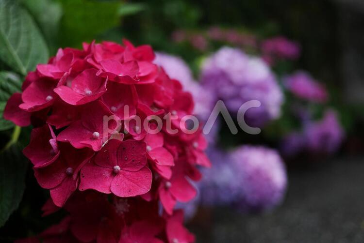 通路沿いの赤いアジサイと背景ボケ アジサイ,花,自然の写真素材