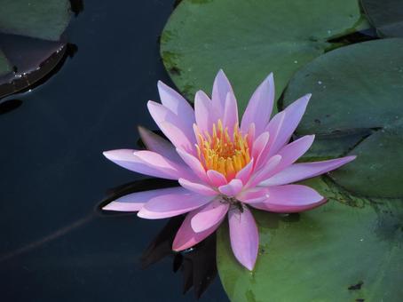 睡蓮k 睡蓮,スイレン,ピンクの花の写真素材