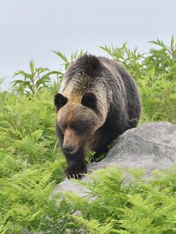 野生のヒグマ ヒグマ,クマ,野生の写真素材