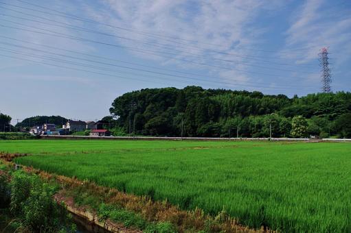 水田のある夏の田園風景 水田のある夏の田園風景の写真