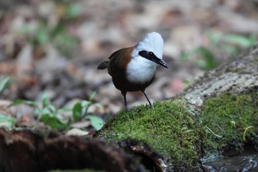Photo, white-tailed dwarf, chinese hwamei, wild bird, 