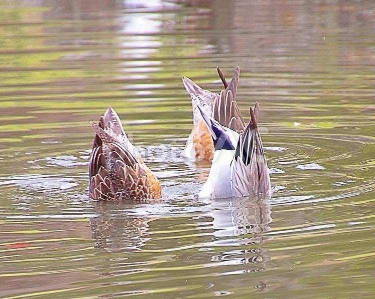 お尻を出すヒドリガモ 野鳥,ヒドリガモ,緋鳥鴨の写真素材