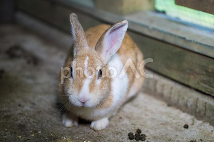うさぎ うさぎ,ウサギ,兎の写真素材