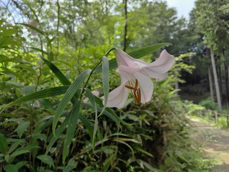 ササユリ② ササユリ② ササユリ,春,ユリの写真素材