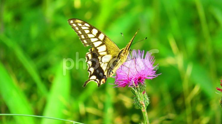 ６月中旬のアゲハチョウとアザミの花 背景,アゲハチョウ,アザミの花の写真素材