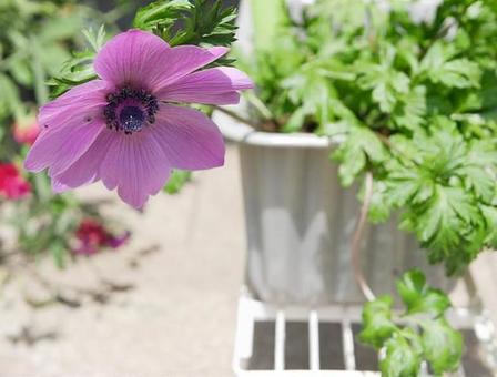 アネモネ3 アネモネ,植物,春の写真素材