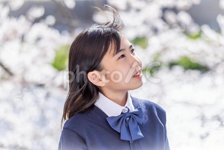 桜の下で微笑む女の子 女子学生,学生,制服の写真素材