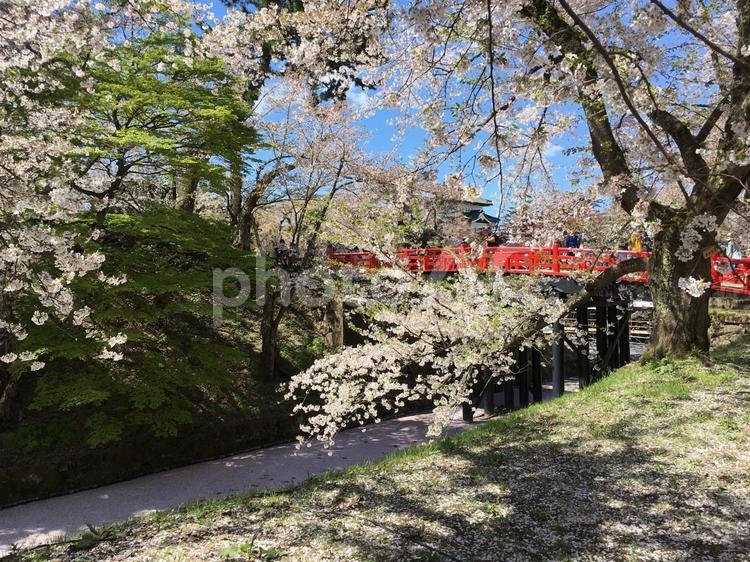 弘前城　桜　花筏 桜,弘前城,春の写真素材