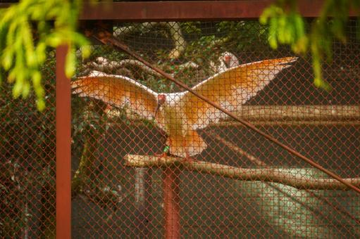 公園内の保護されたトキの様子 鳥,野鳥,鳥類の写真素材