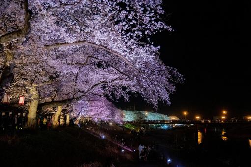 夜桜 ライトアップ 夜桜 ライトアップの写真