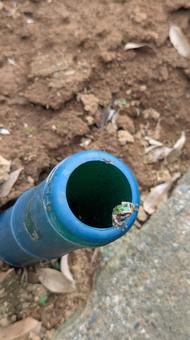 かえる かえる,梅雨,夏の写真素材