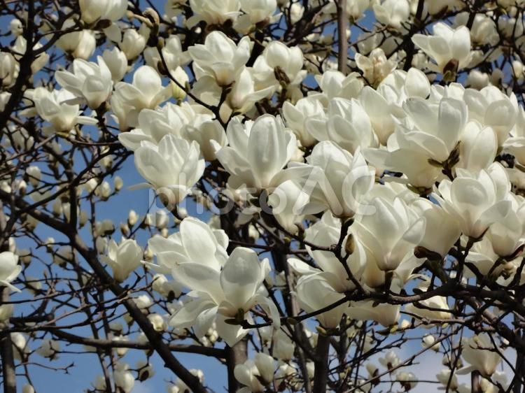 	満開のモクレンの花が咲き誇る春の風景 花,植物,白の写真素材