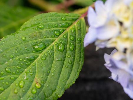 After the Rain 4, JPG