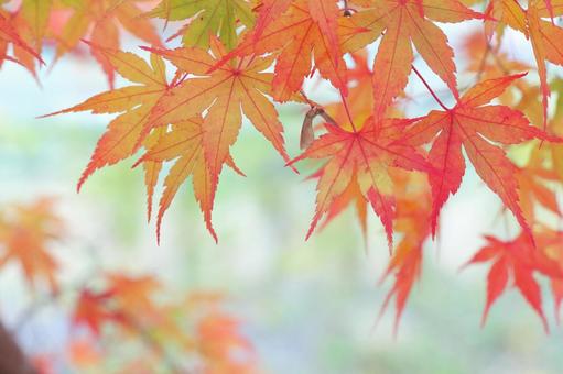 もみじ　秋の色 紅葉,もみじ,秋の写真素材