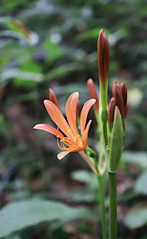 キツネノカミソリの花 キツネノカミソリの花の写真