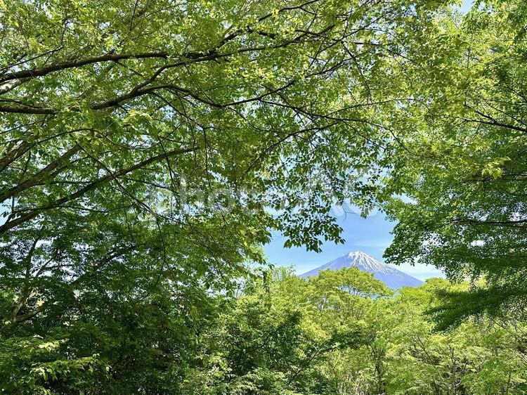 新緑の木々の間から見る富士山 富士山,新緑,春の写真素材