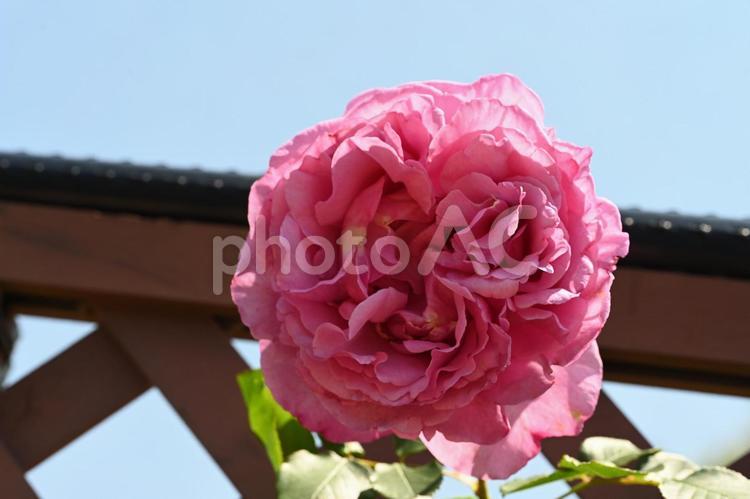 前橋バラ園で撮ったピンクの薔薇 ハート,屋外,春の写真素材
