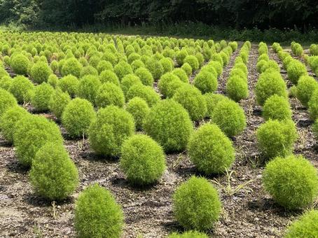 新緑のコキア 新緑のコキア 花,コキア,緑の写真素材