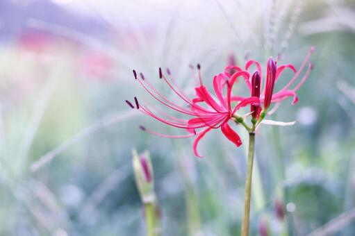 緑の中に映える赤い彼岸花 彼岸花,花,秋の写真素材