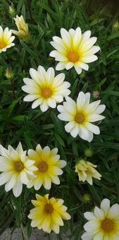 ガザニア 花,花壇,ガザニアの写真素材