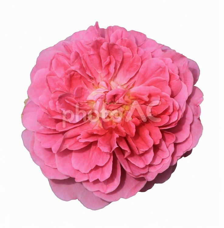 切り抜き写真素材　エレガントなバラの花 20-72 【PSDは背景透過】 バラ,薔薇,バラの花の写真素材