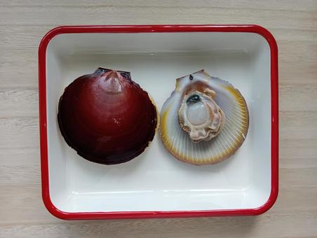 ツキヒガイ ツキヒガイ,貝,海産物の写真素材