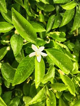 白い花 白い花の写真