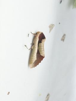 ムラサキシャチホコ ムラサキシャチホコの写真